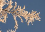 Frosted Branch
