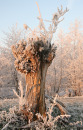 frosted cropped tree