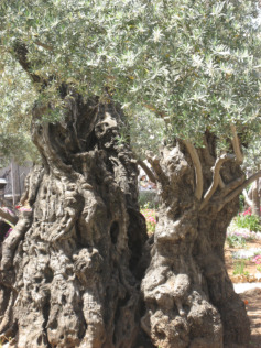 Gethsemane olive tree